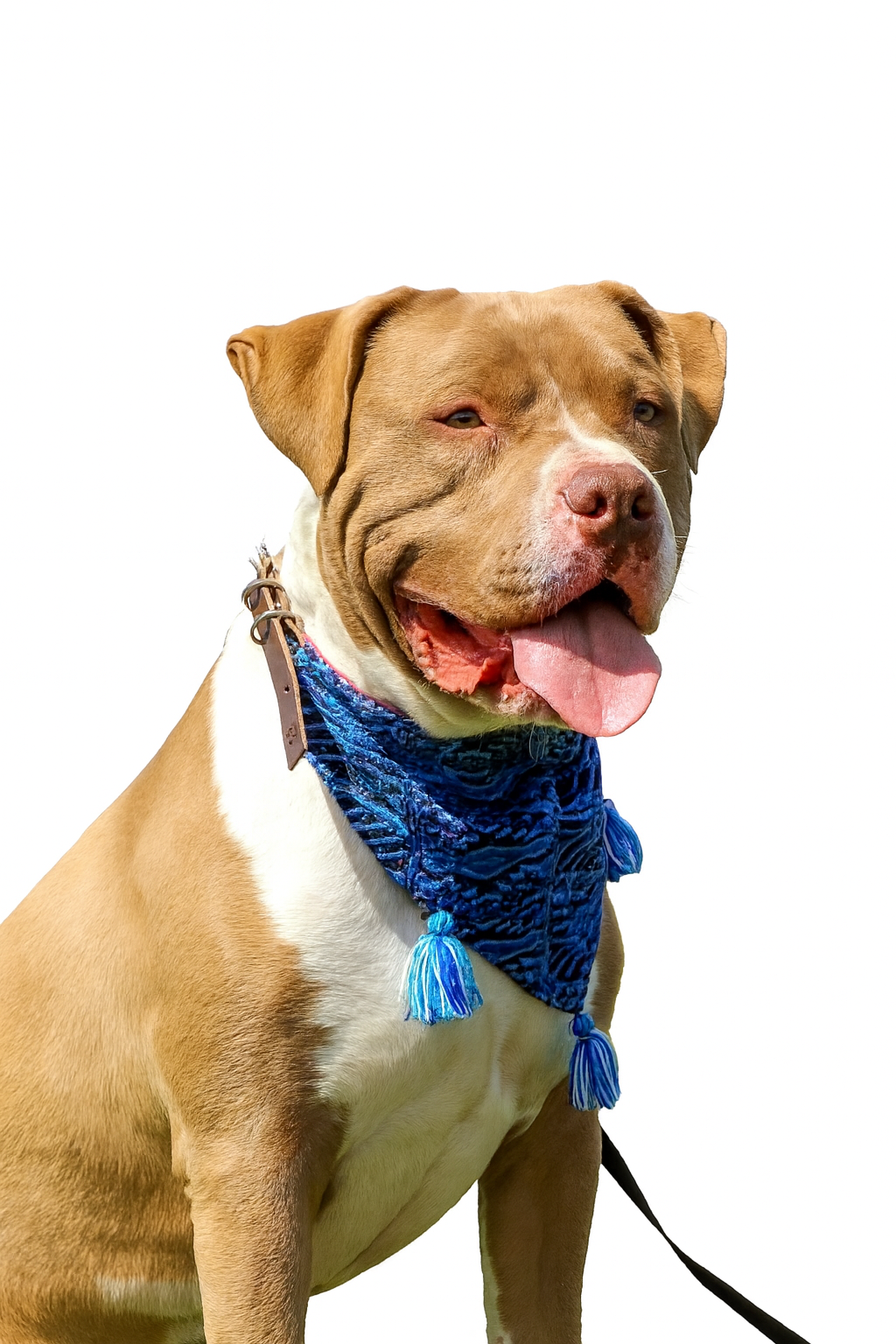 Mexican Embroidered Dog Bandana – Handmade with Love (Starter Pack)