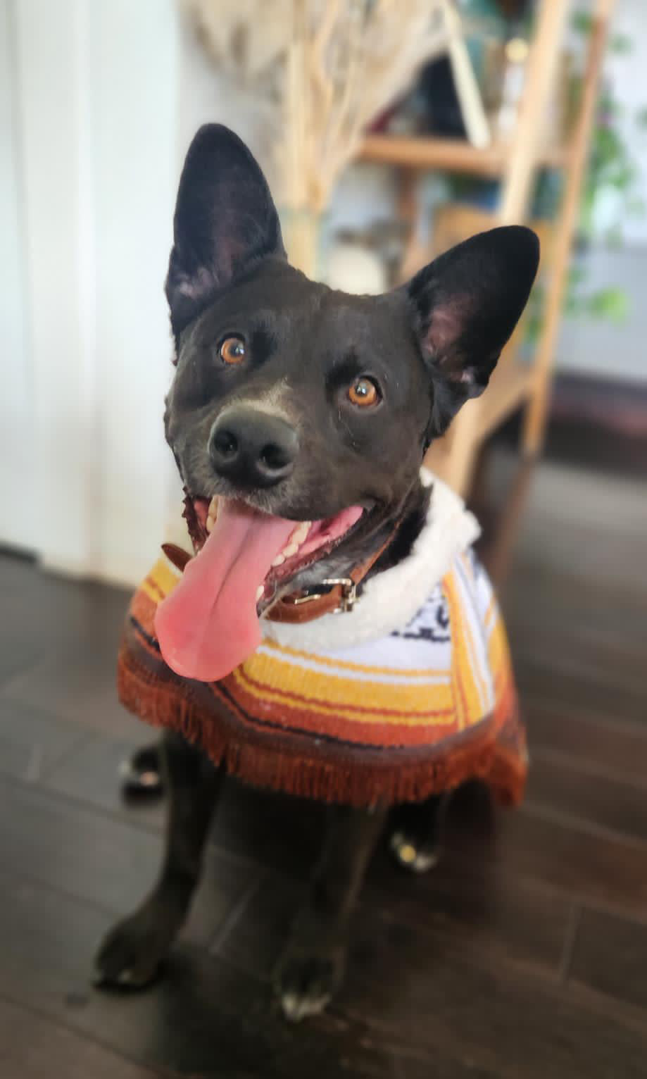 Mexican Sarape Poncho with Soft Fur Lining – For Dogs- Variety Pack