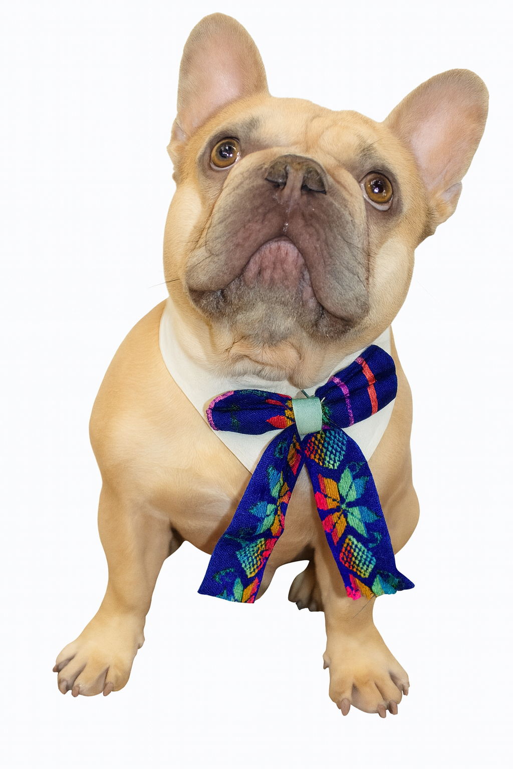 Dog Charritos – Mexican-Inspired Bow Tie 🐾 (48 pcs.)