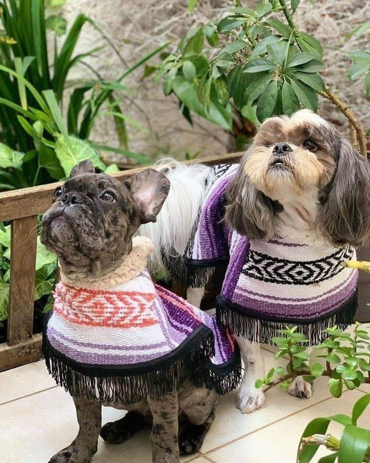 Mexican Sarape Poncho with Soft Fur Lining – For Dogs- Variety Pack