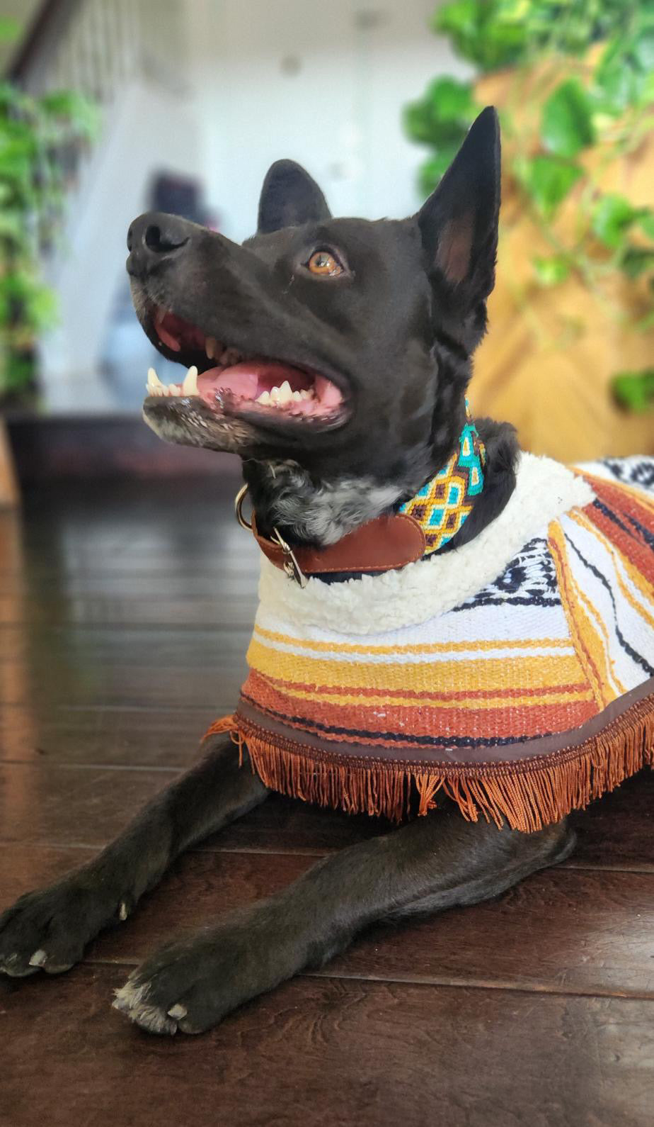 Mexican Sarape Poncho with Soft Fur Lining – For Dogs- Variety Pack