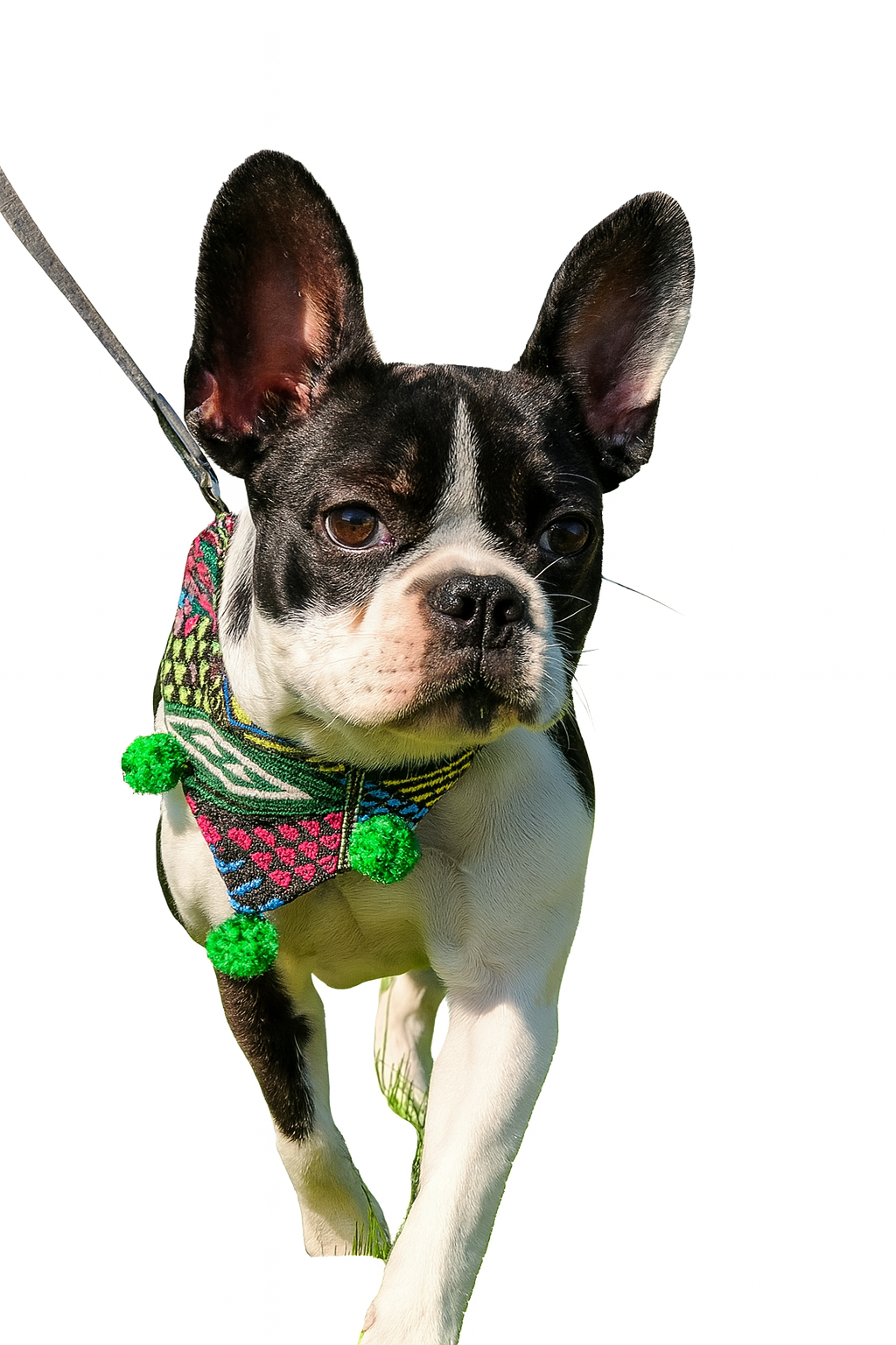 Mexican Embroidered Dog Bandana – Handmade with Love (Starter Pack)