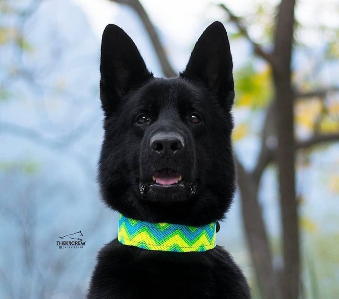 Handwoven Leather Dog Collar – Vibrant & Unique
